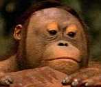 NEVER call him a Monkey!