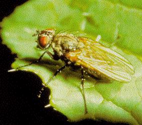 Cabbage fly