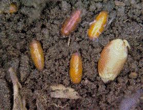 Cabbage maggot cocoons