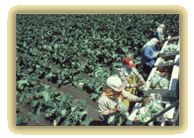 Cauliflower pickers