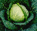 Cabbage