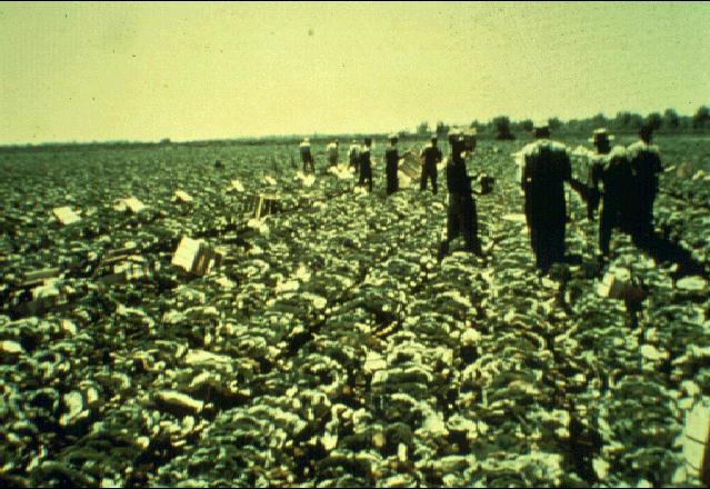 The cabbage harvest